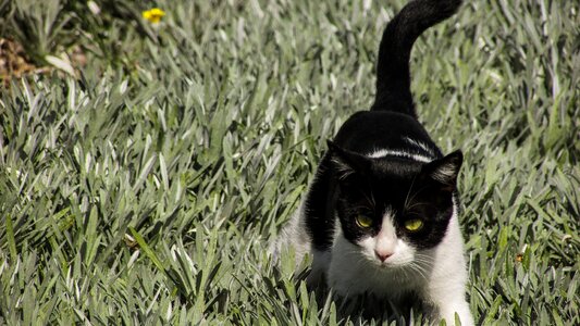 Animal kitten stray