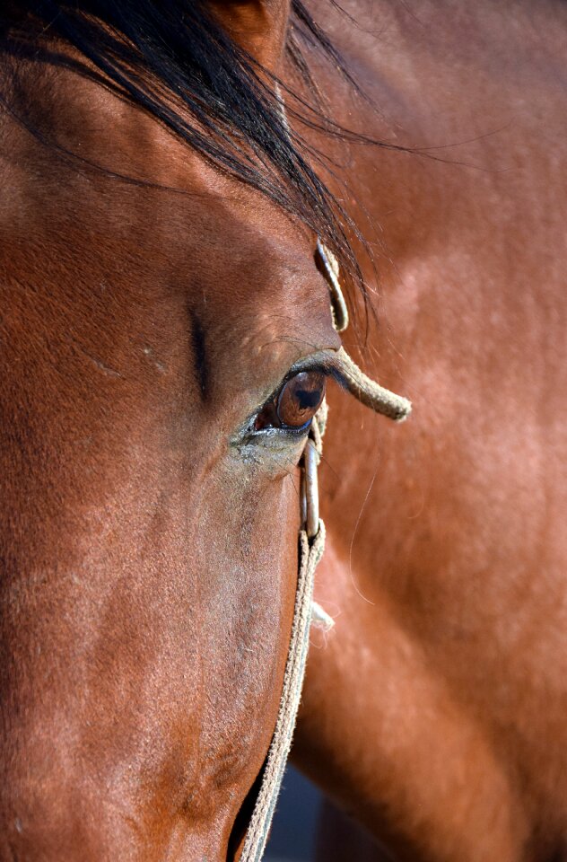 Horse head brown animal