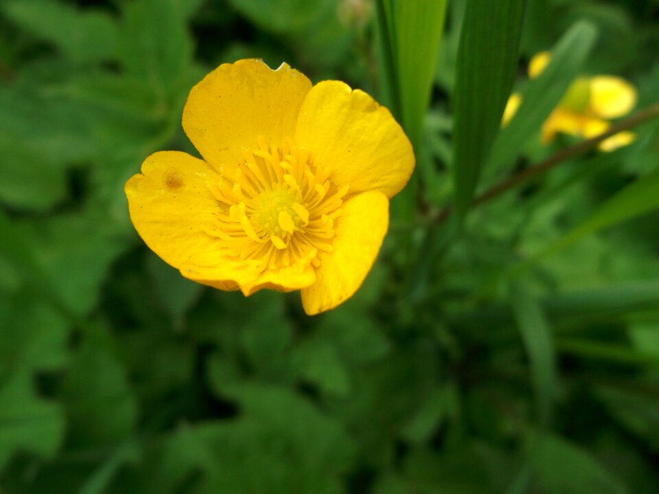 Flowers yellow wild flower