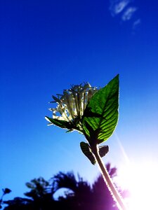 Rays silhouette leaf