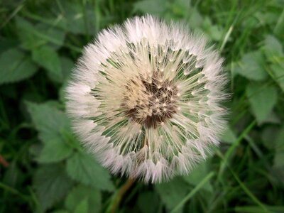 Nature macro seeds