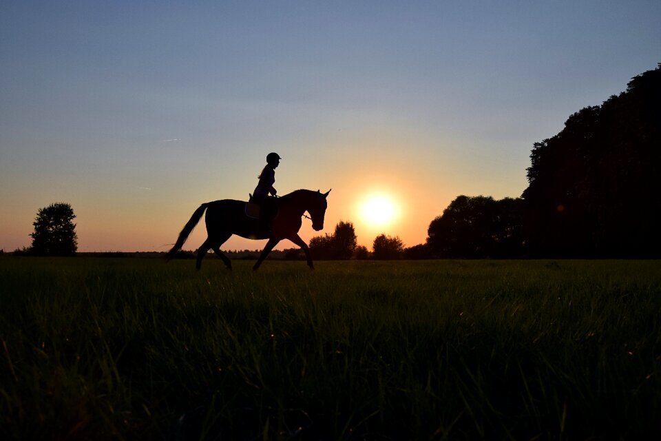Horse meadow grass