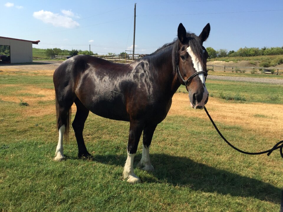 Clydesdale equestrian