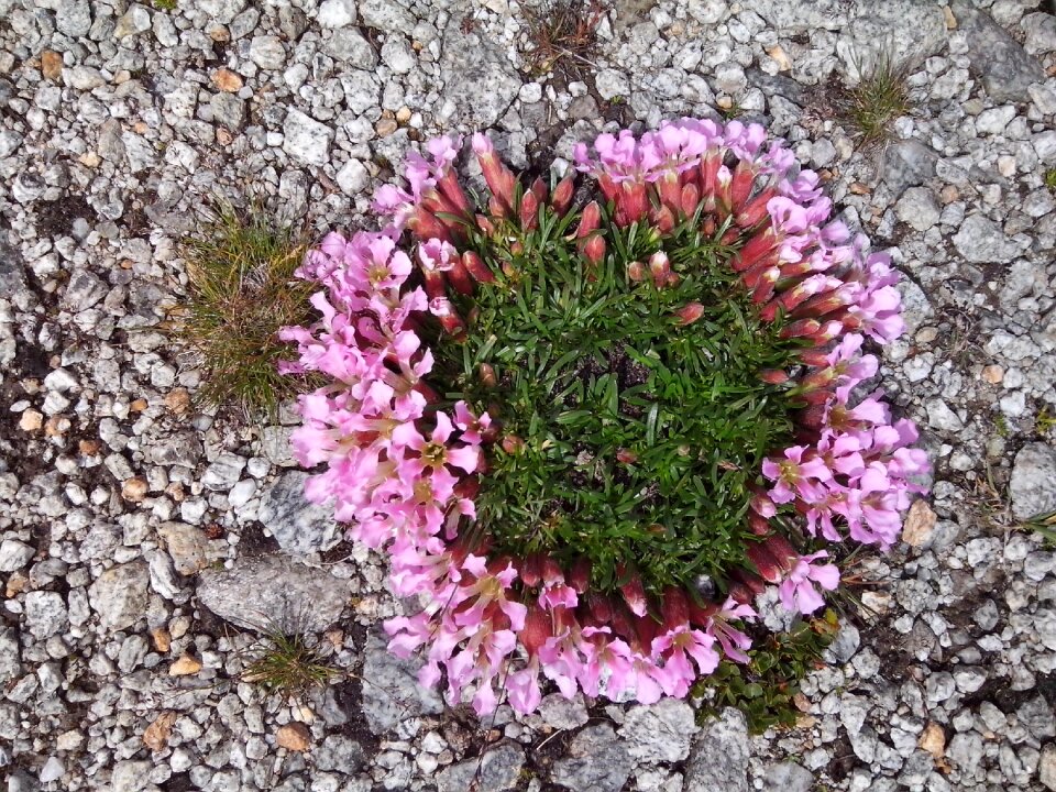 Pink stone growing