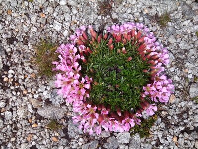 Pink stone growing