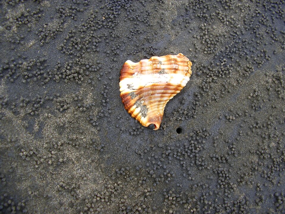 Volcanic sand clam beach