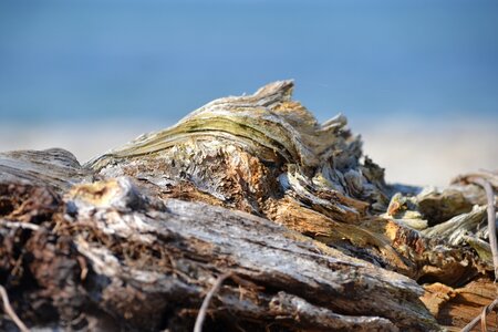 Flotsam beach sea