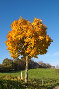 Golden autumn tree in the fall fall color photo