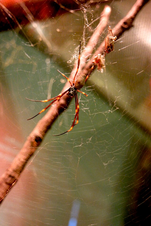 Macro wildlife web