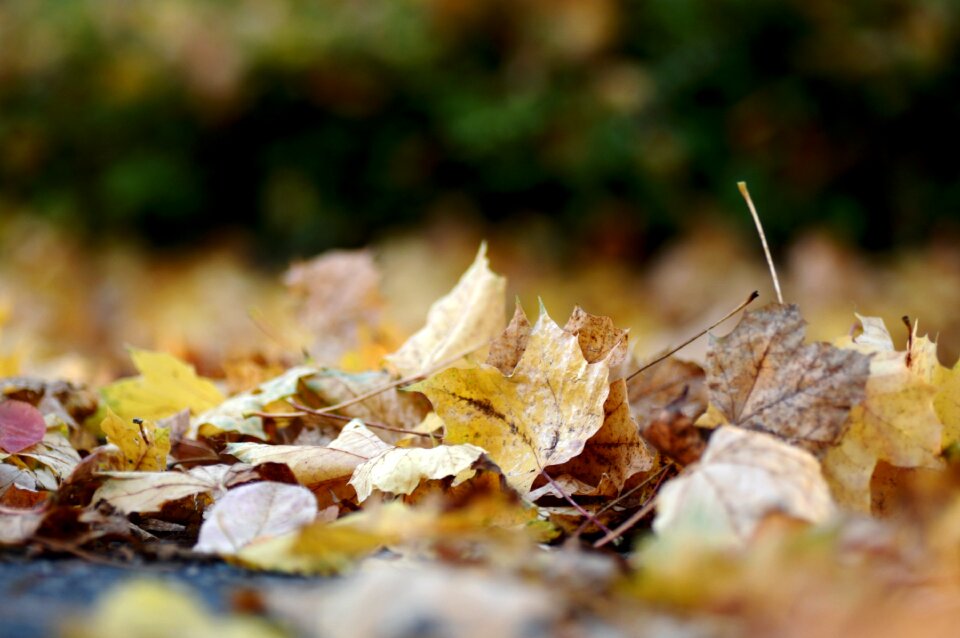 On the ground leaves in the autumn background