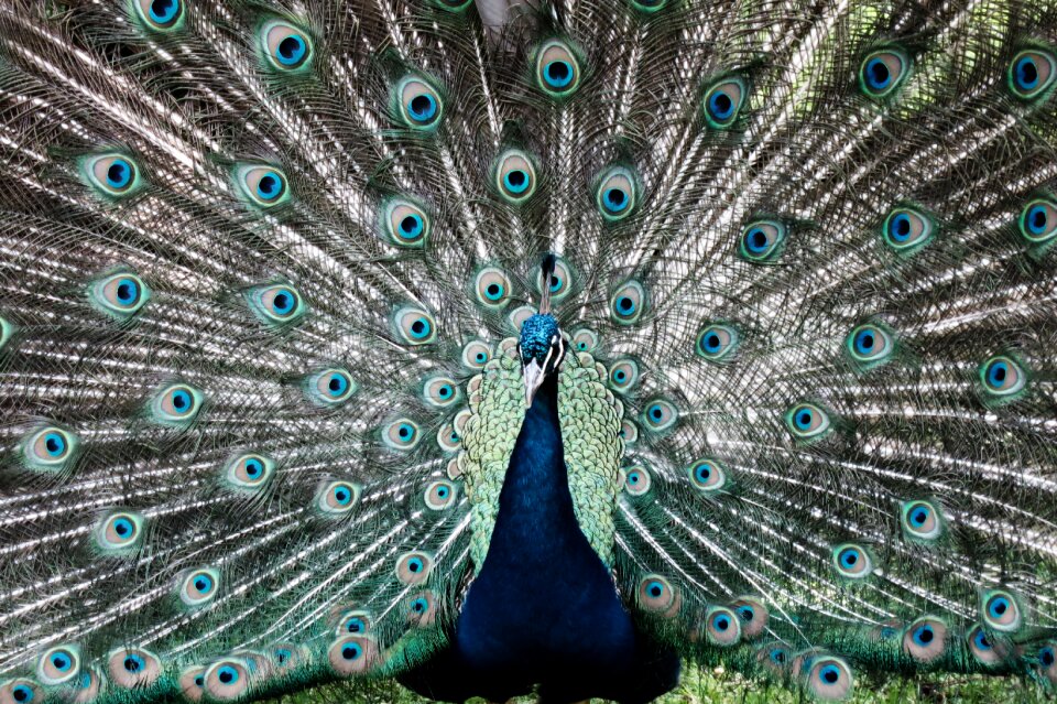 Iridescent peacock head feather