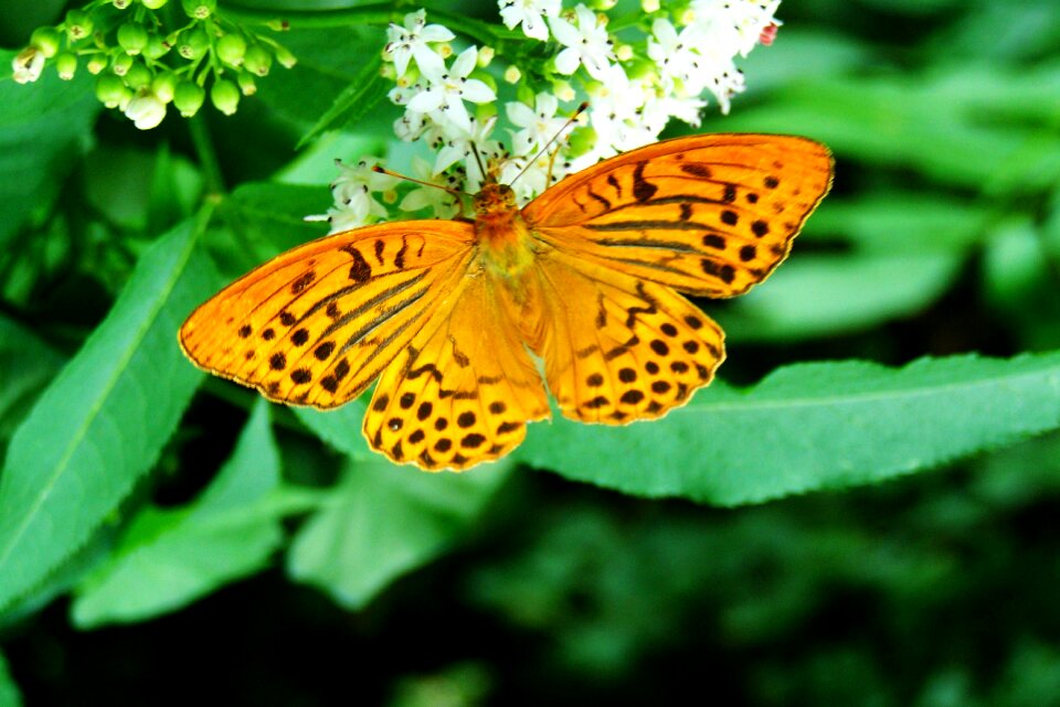 Pearl moth butterfly insect