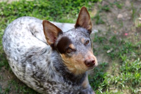 Chocolate adopted