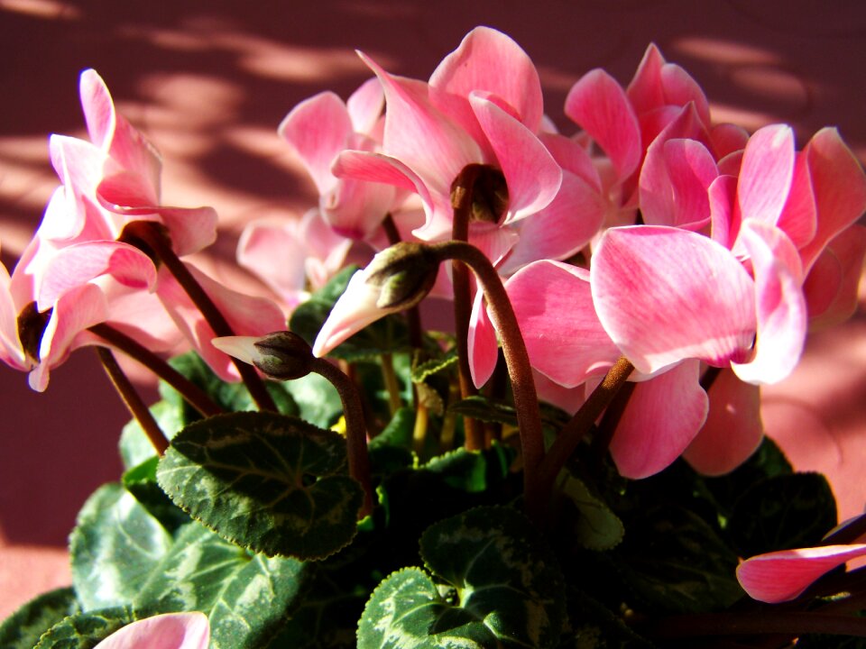 Cyclamen pink potted plant