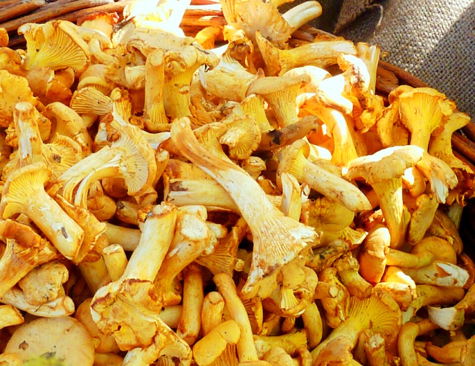 Egg sponge yellow real chanterelles