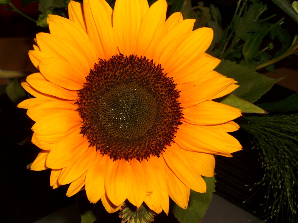 Macro summer flower