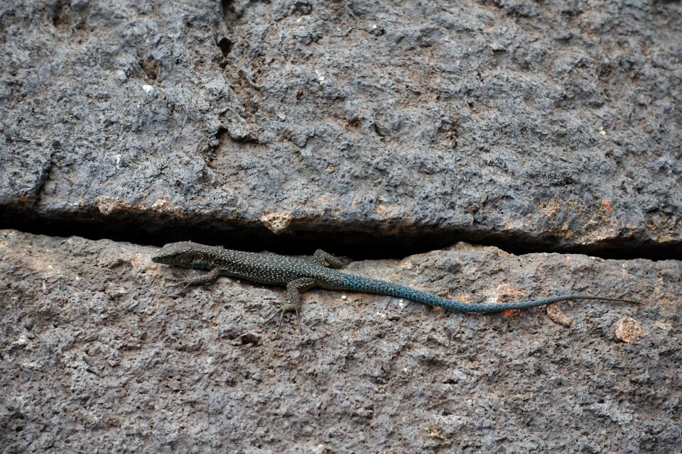 Lizard landscape beautiful