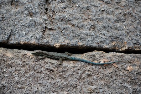 Lizard landscape beautiful