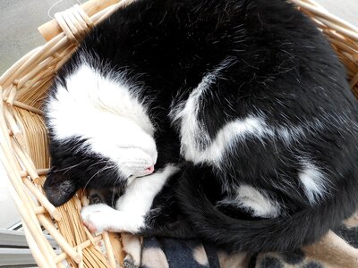 Basket pet sleep photo