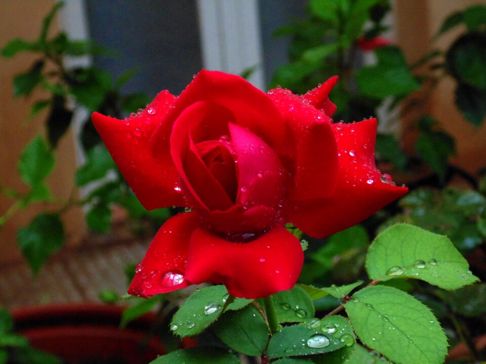 Red rose garden nature