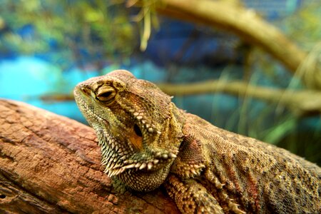 Wildlife creature
