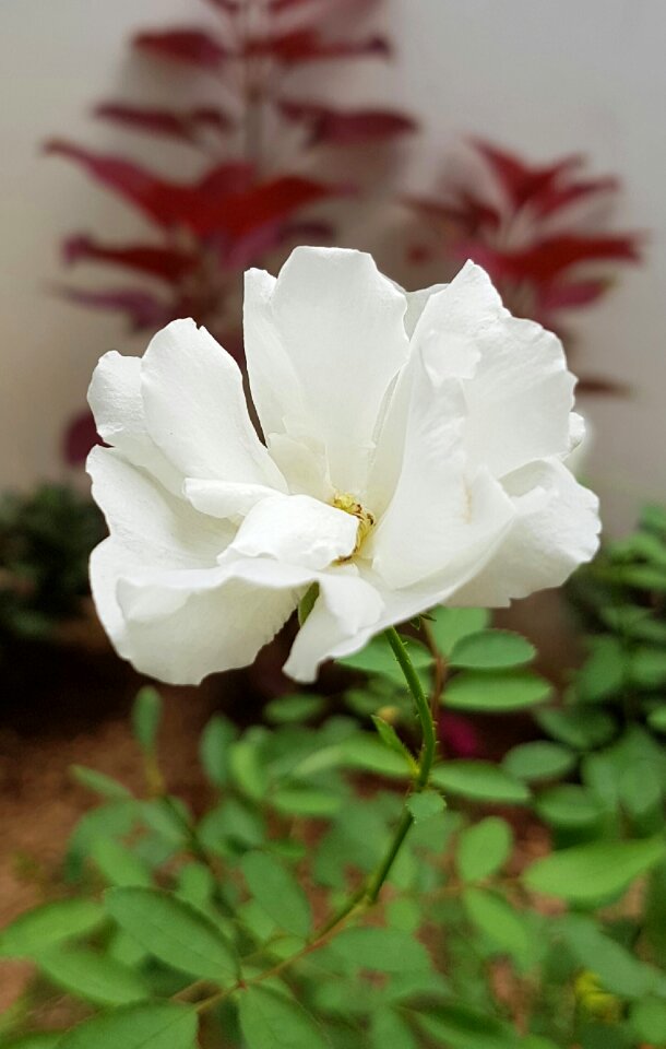 Nature plant blossom