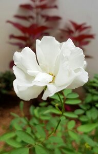 Nature plant blossom