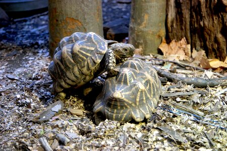 Nature reptile zoo