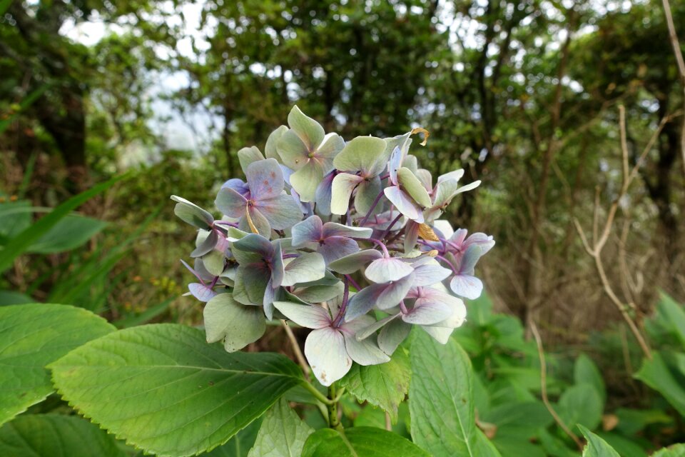 Purple flowers plant nature