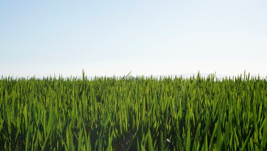Landscape sky cereals