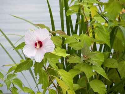 Summer leisure lake