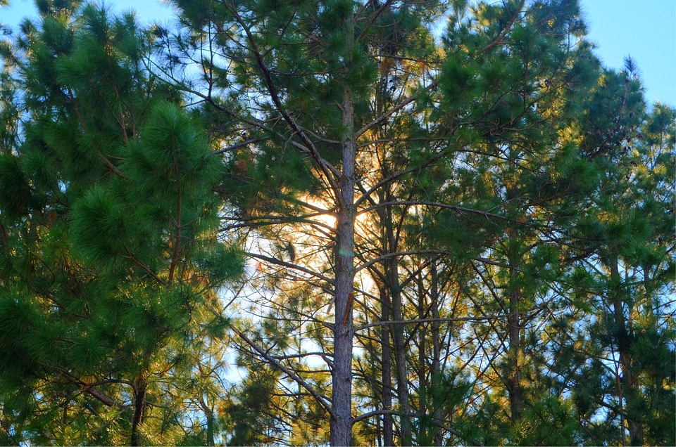 Sun shadows pine trees