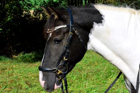 Horse horse head pferdeportrait