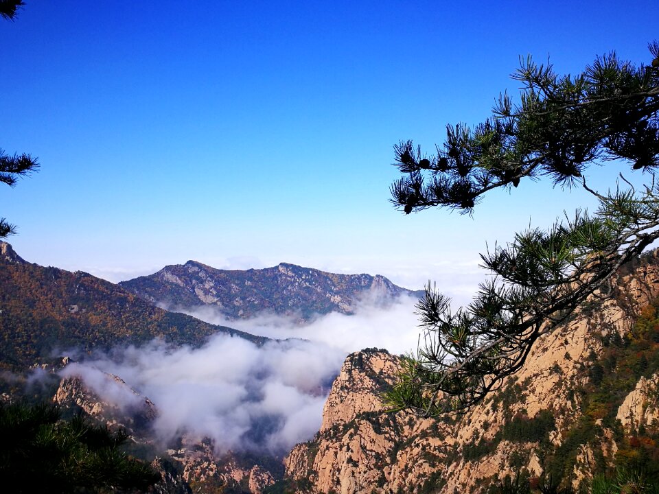 In wuling mountain clouds pinus tabulaeformis