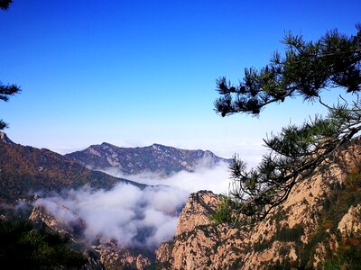 In wuling mountain clouds pinus tabulaeformis