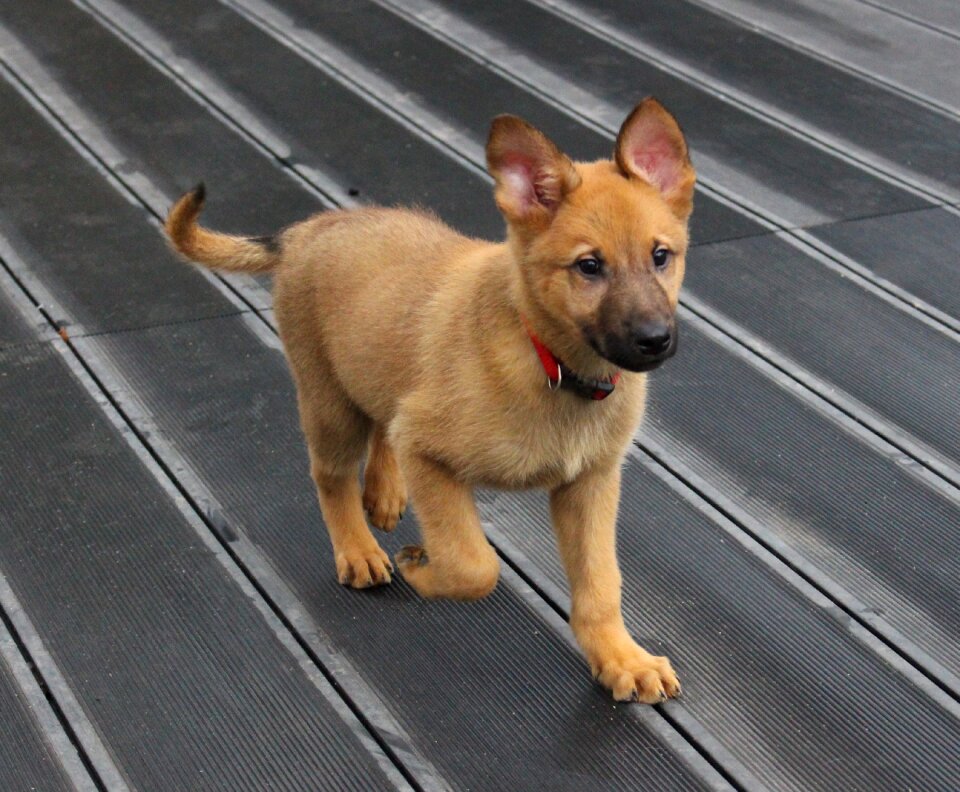 Beige pet shepherd