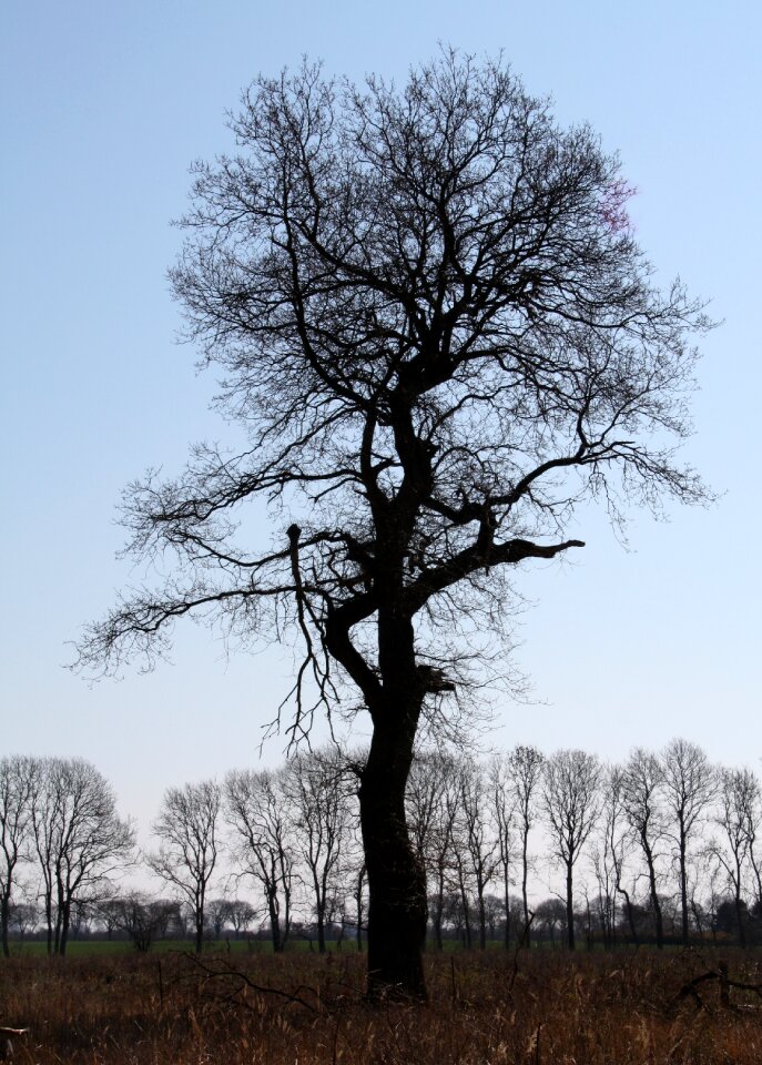 Silhouette winter day wood