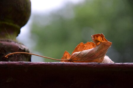 Colorful golden autumn