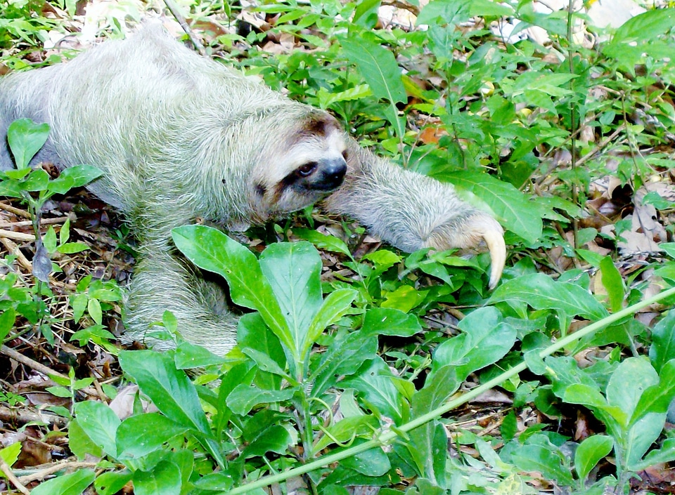 Cost rica jungle nature
