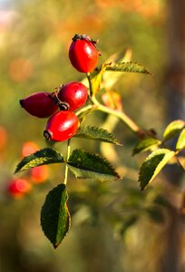 Fetus red fruits crop