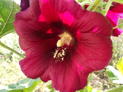 Pistil red petals pollen