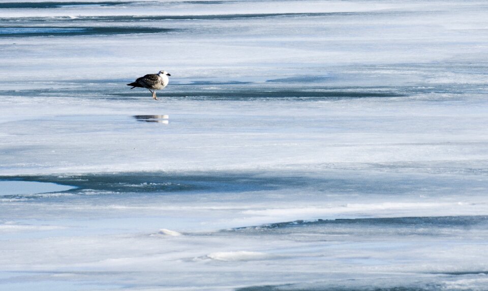 Winter freeze lake photo