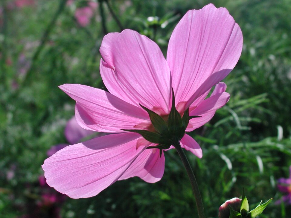 Flower pink flower cosmos
