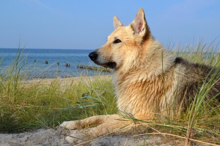 Sea beach baltic sea photo