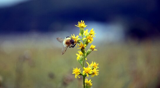 Insect flower nectar