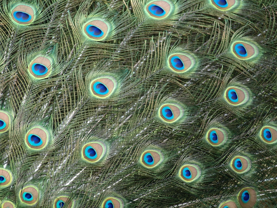 Eyes feather pavo cristatus