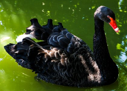 Feather lake coloring