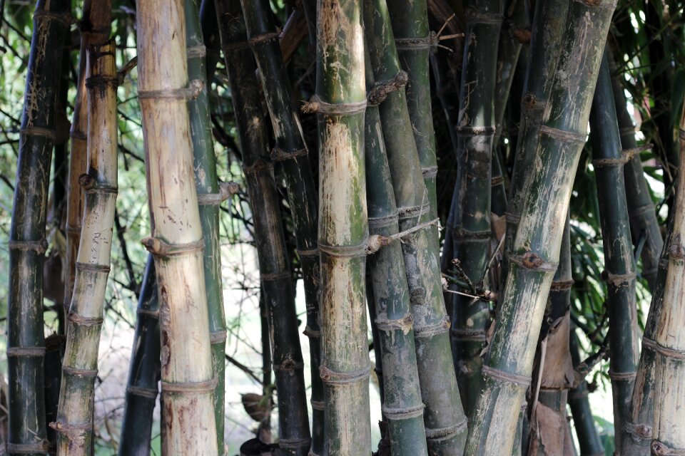 Natural forest decoration
