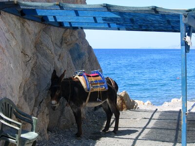 Donkey kos animal