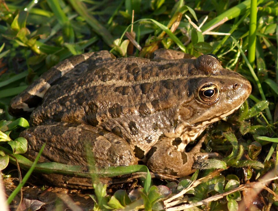 Amphibian green wildlife